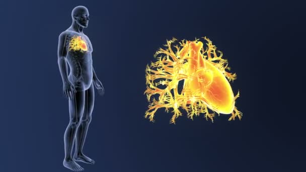 Esqueleto Vista Posterior Del Corazón Humano Fuera Del Cuerpo Sobre — Vídeo de stock