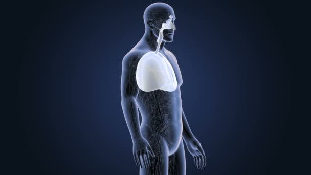 Skelett Hinteransicht Der Menschlichen Lungen Auf Grauem Hintergrund — Stockvideo