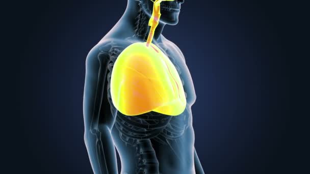 Szkielet Widok Tylnej Płuc Człowieka Ciała Niebieskim Tle — Wideo stockowe