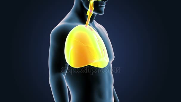 Esqueleto Vista Posterior Los Pulmones Humanos Sobre Fondo Azul — Vídeos de Stock