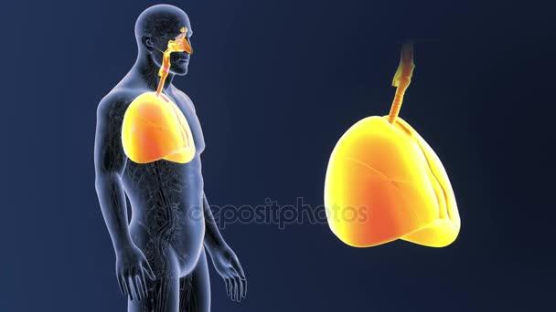 Esqueleto Vista Posterior Los Pulmones Humanos Fuera Del Cuerpo Sobre — Vídeo de stock