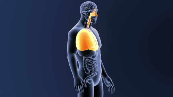Esqueleto Vista Posterior Los Pulmones Humanos Fuera Del Cuerpo Sobre — Vídeo de stock