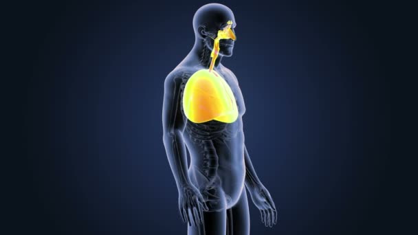 Σκελετός Οπίσθια Προβολή Των Πνευμόνων Του Ανθρώπου Μπλε Φόντο — Αρχείο Βίντεο