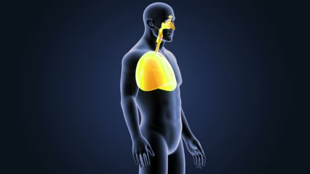 Esqueleto Vista Posterior Los Pulmones Humanos Sobre Fondo Azul — Vídeos de Stock