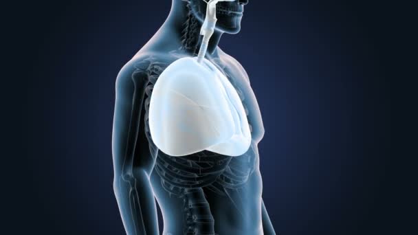 Esqueleto Vista Posterior Los Pulmones Humanos Sobre Fondo Gris — Vídeos de Stock