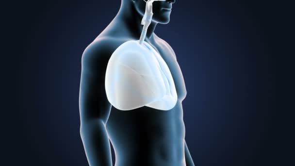 Esqueleto Vista Posterior Los Pulmones Humanos Sobre Fondo Azul — Vídeos de Stock