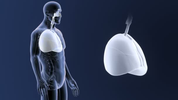 Esqueleto Vista Posterior Los Pulmones Humanos Fuera Del Cuerpo Sobre — Vídeo de stock