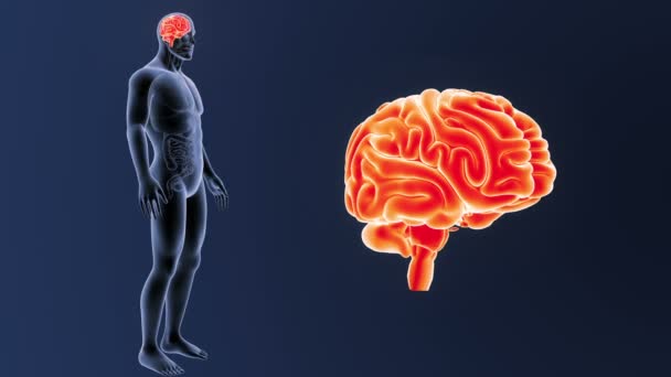 Lidský Mozek Systém Zobrazení Ilustrace Tmavém Pozadí — Stock video