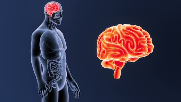 体に青色の背景色のうち 人間の脳のスケルトンの後方ビュー — ストック動画