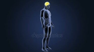 İnsan beyni sistemi koyu arka plan üzerinde 3d boyut görünüm