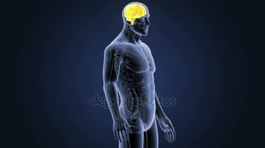 İnsan beyni sistemi koyu arka plan üzerinde 3d boyut görünüm