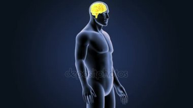 İnsan beyni sistemi koyu arka plan üzerinde 3d boyut görünüm