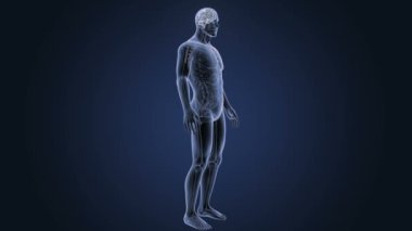 İnsan beyni sistemi koyu arka plan üzerinde 3d boyut görünüm