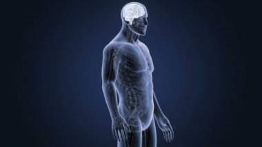 İnsan beyni sistemi koyu arka plan üzerinde 3d boyut görünüm