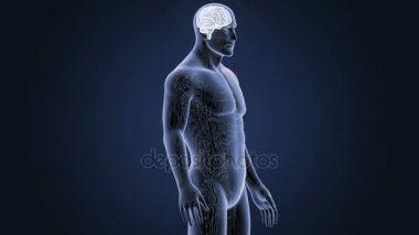 İnsan beyni sistemi koyu arka plan üzerinde 3d boyut görünüm