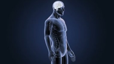 İnsan beyni sistemi koyu arka plan üzerinde 3d boyut görünüm