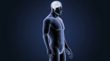 İnsan beyni sistemi koyu arka plan üzerinde 3d boyut görünüm