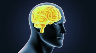 İnsan beyni sistemi koyu arka plan üzerinde 3d boyut görünüm