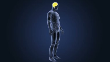 İnsan beyni sistemi koyu arka plan üzerinde 3d boyut görünüm