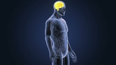 İnsan beyni sistemi koyu arka plan üzerinde 3d boyut görünüm