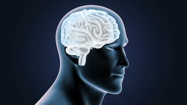 Система Перегляду Мозку Людини Ілюстрація Темному Тлі — стокове відео