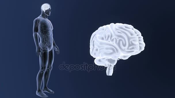 Menselijk Brein Systeem Weergave Illustratie Donkere Achtergrond — Stockvideo