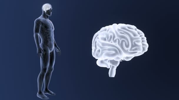 Ανθρώπινος Εγκέφαλος Σύστημα Προβολής Απεικόνιση Σκούρο Φόντο — Αρχείο Βίντεο