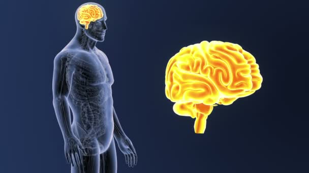Menschliche Gehirn System Ansicht Illustration Auf Dunklem Hintergrund — Stockvideo