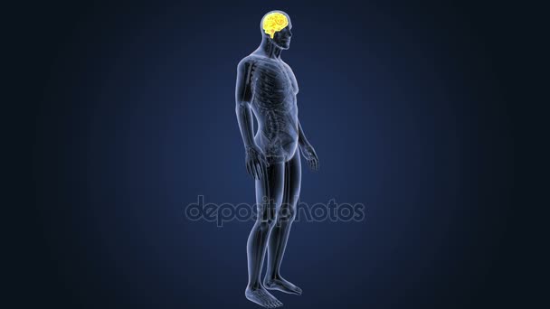 Menselijk Brein Systeem Weergave Illustratie Donkere Achtergrond — Stockvideo