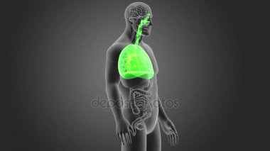 insan akciğerleri iskelet arka görünümü gri arka plan üzerinde