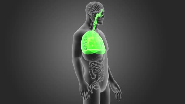 Skelett Hinteransicht Der Menschlichen Lungen Auf Grauem Hintergrund — Stockvideo