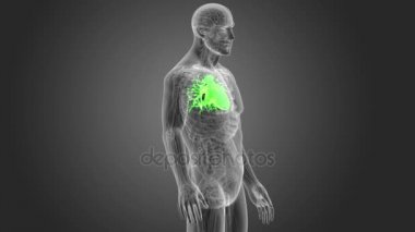 İnsan kalbi iskelet arka görünümü gri arka plan üzerinde