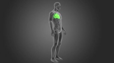 İnsan kalbi iskelet arka görünümü gri arka plan üzerinde