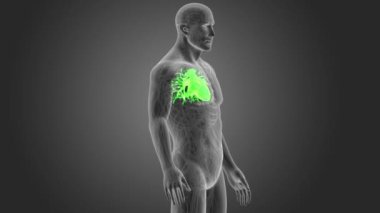 İnsan kalbi iskelet arka görünümü gri arka plan üzerinde