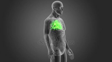 İnsan kalbi iskelet arka görünümü gri arka plan üzerinde