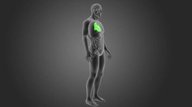 İnsan kalbi iskelet arka görünümü gri arka plan üzerinde