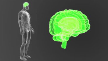 İnsan beyni sistemi koyu arka plan üzerinde 3d boyut görünüm