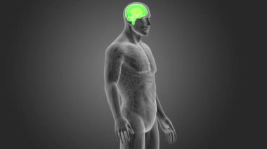 İnsan beyni sistemi koyu arka plan üzerinde 3d boyut görünüm