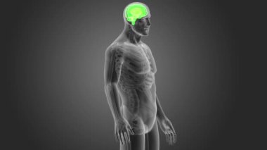 İnsan beyni sistemi koyu arka plan üzerinde 3d boyut görünüm