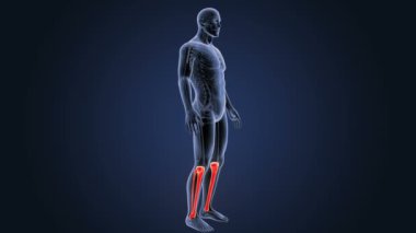 mavi arka plan üzerinde insan tibia ve fibula iskelet arka görünüm