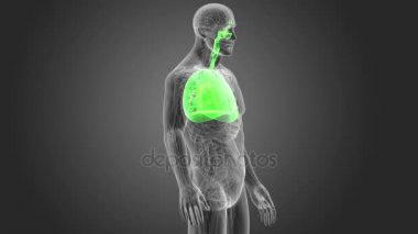 insan akciğerleri iskelet arka görünümü gri arka plan üzerinde