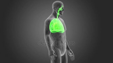 insan akciğerleri iskelet arka görünümü gri arka plan üzerinde