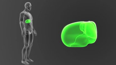 İnsan karaciğer görünümü gri arka plan üzerinde vücut 3d çizim dışında