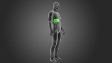 Gri arka plan üzerinde 3d boyut insan karaciğer görünüm