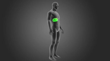 Gri arka plan üzerinde 3d boyut insan karaciğer görünüm