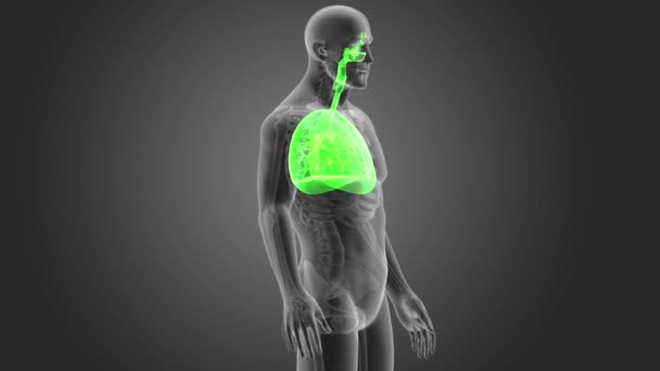 Скелет Задній Вид Людських Легенів Сірому Фоні — стокове відео