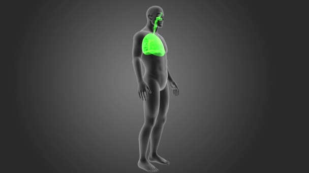 Σκελετός Οπίσθια Προβολή Των Πνευμόνων Του Ανθρώπου Γκρίζο Φόντο — Αρχείο Βίντεο