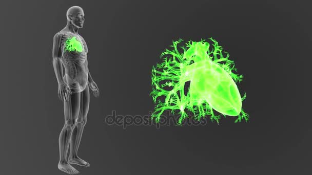 Esqueleto Vista Posterior Del Corazón Humano Fuera Del Cuerpo Sobre — Vídeos de Stock