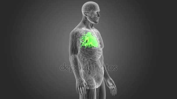 灰色背景下的人的心脏骨骼后视 — 图库视频影像