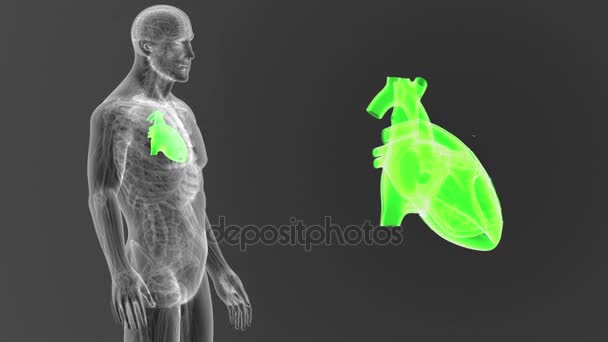 人的心脏的骨骼后方看法 在灰色背景外面身体 — 图库视频影像